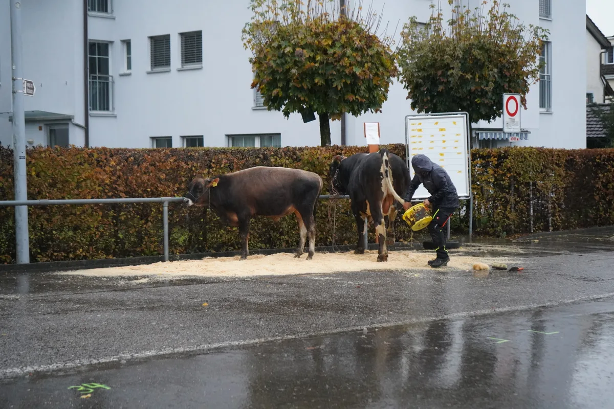 Landwirte und Kühe an der Viehschau Hinwil